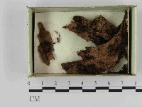 登錄號:F0021572藏品圖，第1張