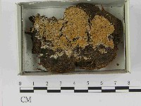 登錄號:F0021573藏品圖，第1張