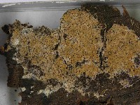 登錄號:F0021573藏品圖，第3張