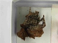登錄號:F0021574藏品圖，第3張