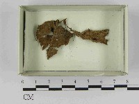 登錄號:F0021575藏品圖，第1張