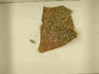 登錄號:F0021580藏品圖，第3張