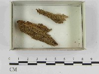 登錄號:F0021586藏品圖，第1張