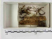 登錄號:F0021588藏品圖，第1張