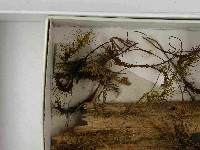 登錄號:F0021588藏品圖，第3張