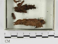 登錄號:F0021589藏品圖，第1張