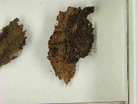 登錄號:F0021590藏品圖，第3張