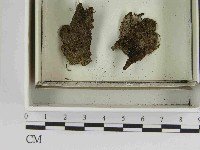 登錄號:F0021591藏品圖，第1張
