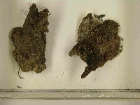 登錄號:F0021591藏品圖，第3張