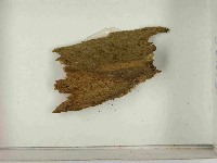 登錄號:F0021592藏品圖，第3張
