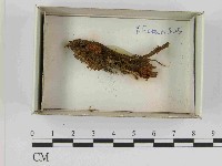 登錄號:F0021595藏品圖，第1張