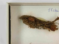 登錄號:F0021595藏品圖，第3張