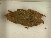 登錄號:F0021596藏品圖，第3張