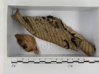 登錄號:F0021605藏品圖，第1張