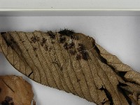 登錄號:F0021605藏品圖，第3張