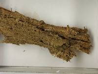 登錄號:F0021606藏品圖，第3張
