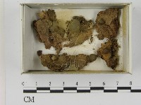 登錄號:F0021607藏品圖，第1張