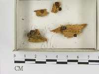 登錄號:F0021608藏品圖，第1張