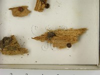 登錄號:F0021608藏品圖，第3張