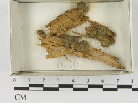 登錄號:F0021610藏品圖，第1張