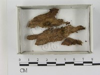 登錄號:F0021611藏品圖，第1張