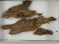 登錄號:F0021611藏品圖，第3張