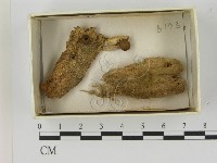 登錄號:F0021612藏品圖，第1張