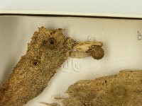 登錄號:F0021612藏品圖，第3張