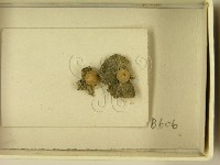 登錄號:F0021613藏品圖，第3張