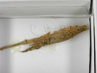登錄號:F0021616藏品圖，第3張