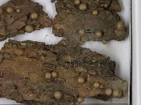 登錄號:F0021617藏品圖，第3張