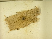 登錄號:F0021618藏品圖，第3張