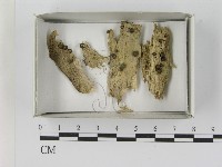 登錄號:F0021620藏品圖，第1張
