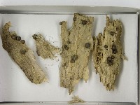 登錄號:F0021620藏品圖，第3張