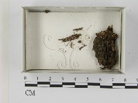 登錄號:F0021621藏品圖，第1張