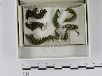 登錄號:F0021628藏品圖，第1張