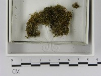 登錄號:F0021630藏品圖，第1張