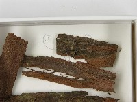登錄號:F0021633藏品圖，第3張