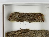 登錄號:F0021634藏品圖，第3張