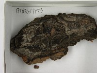 登錄號:F0021636藏品圖，第3張