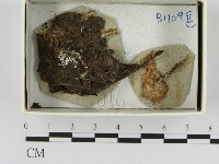 登錄號:F0021642藏品圖，第1張