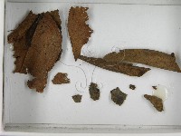 登錄號:F0021646藏品圖，第3張