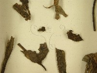 登錄號:F0021648藏品圖，第3張