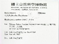 冇骨消絲齒菌藏品圖，第2張