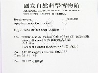 冇骨消絲齒菌藏品圖，第2張
