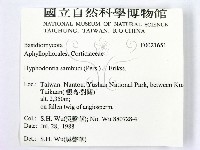 冇骨消絲齒菌藏品圖，第2張