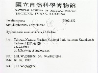 冇骨消絲齒菌藏品圖，第2張