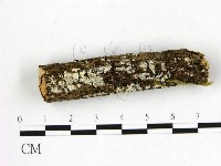 冇骨消絲齒菌藏品圖，第1張