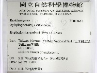 冇骨消絲齒菌藏品圖，第2張