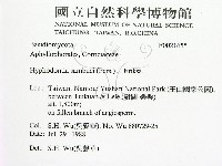 冇骨消絲齒菌藏品圖，第2張